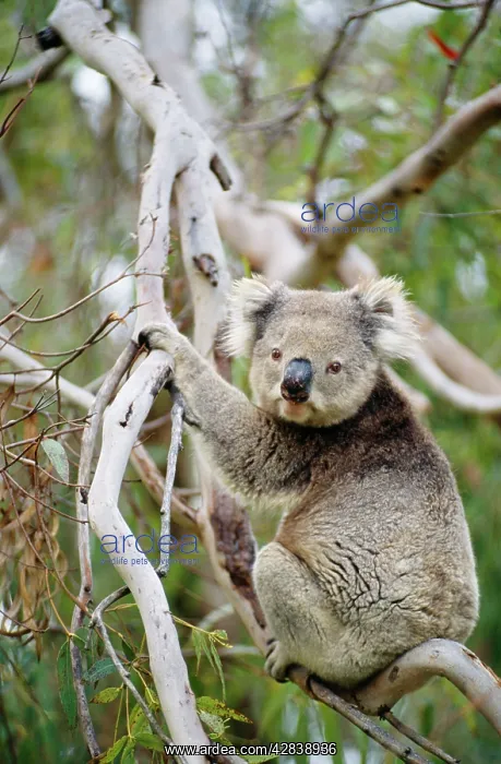 : KOALA - In tree : KOALA - In tree
