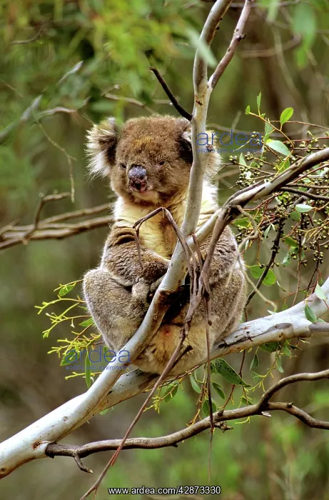 : Koala - In tree : Koala - In tree