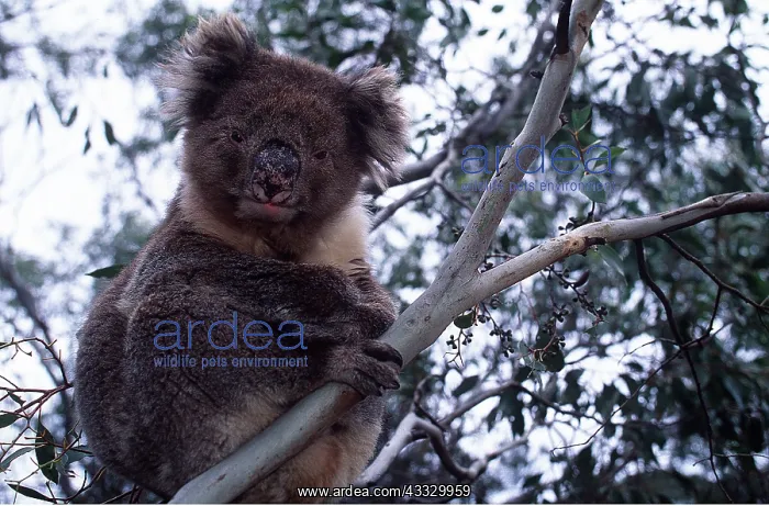 : KOALA - in tree : KOALA - in tree