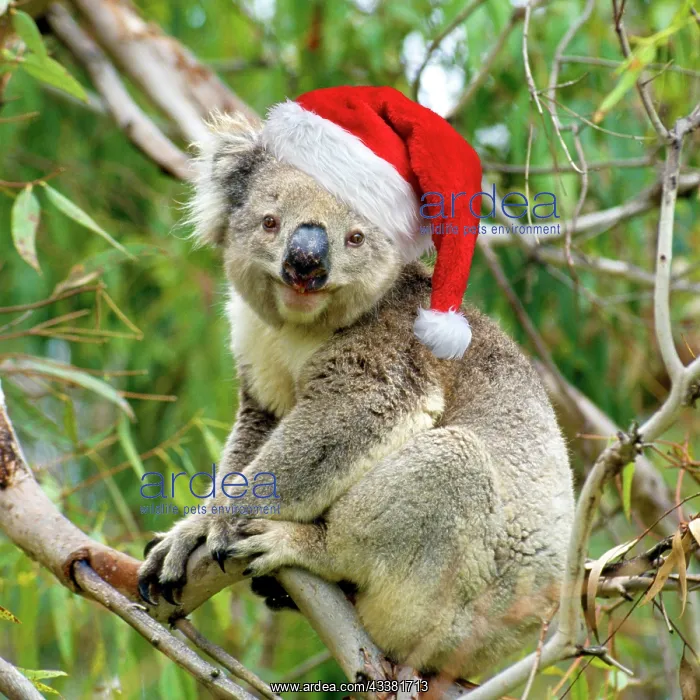 : Koala - in tree : Koala - in tree