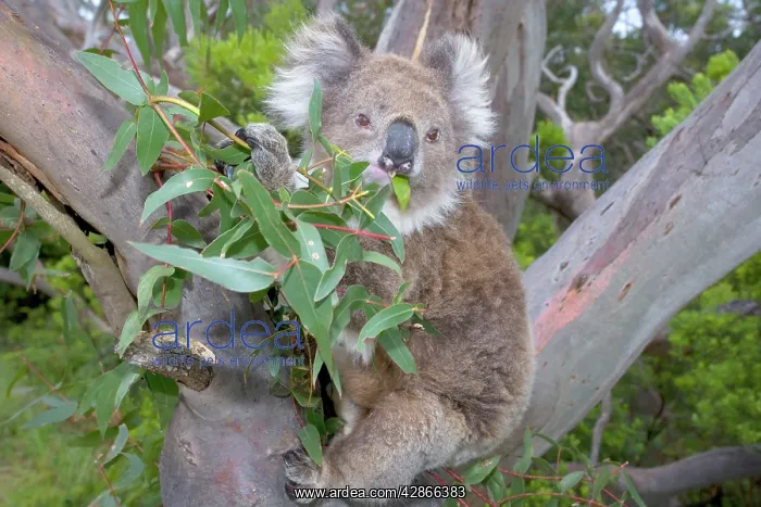 : Koala - wideangle shot of an adult feeding on the : Koala - wideangle shot of an adult feeding on the