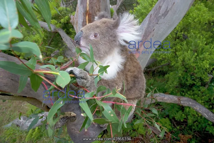 : Koala - wideangle shot of an adult feeding on the : Koala - wideangle shot of an adult feeding on the