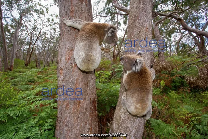 : Koala - widenangle shot of two male Koalas clinging : Koala - widenangle shot of two male Koalas clinging
