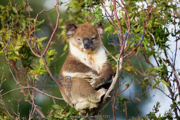 : Koala - A wild animal resting by day along Cape : Koala - A wild animal resting by day along Cape