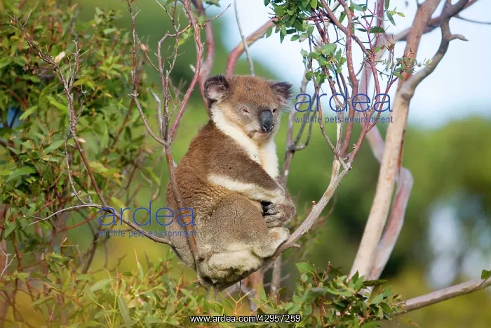  : Koala - A wild animal resting by day along Cape