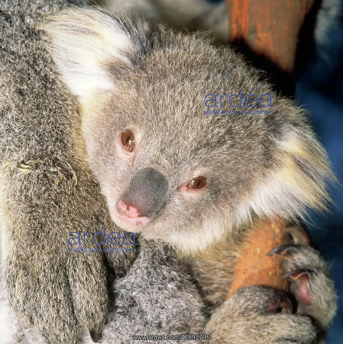 : Koala - young : Koala - young