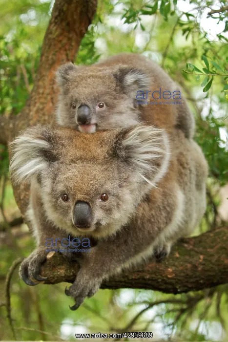 : Koala - with young on back : Koala - with young on back
