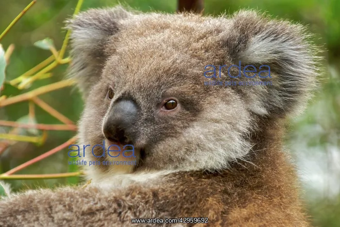 : Koala - young : Koala - young