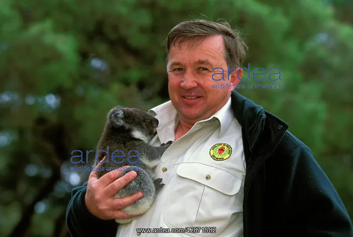 : Koala - Young abandoned by his mother being saved : Koala - Young abandoned by his mother being saved