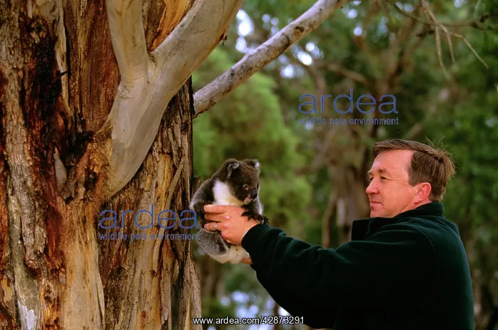 : Koala - Young abandoned by his mother being saved : Koala - Young abandoned by his mother being saved