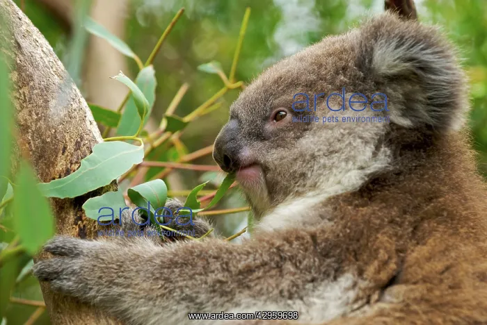 : Koala - young eating Eucalyptus leaves : Koala - young eating Eucalyptus leaves