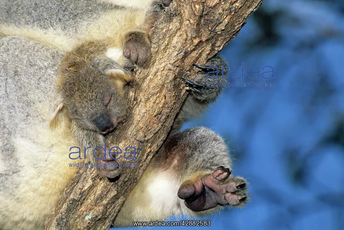: Koala - young held by mother against a branch : Koala - young held by mother against a branch