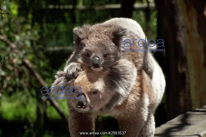 : Koala - with young piggy-back walking to another food tree : Koala - with young piggy-back walking to another food tree