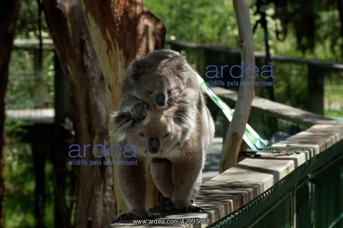 : Koala - with young piggy-back walking to another food tree : Koala - with young piggy-back walking to another food tree