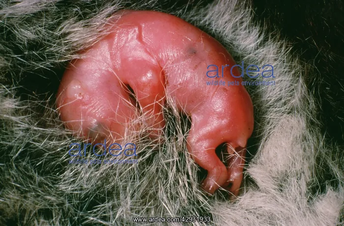  : Koala - young in pouch