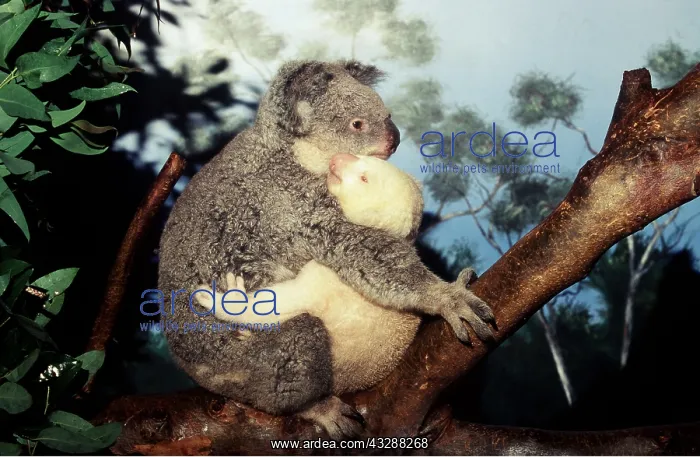 : Koalas - Mother with albino baby hugging : Koalas - Mother with albino baby hugging