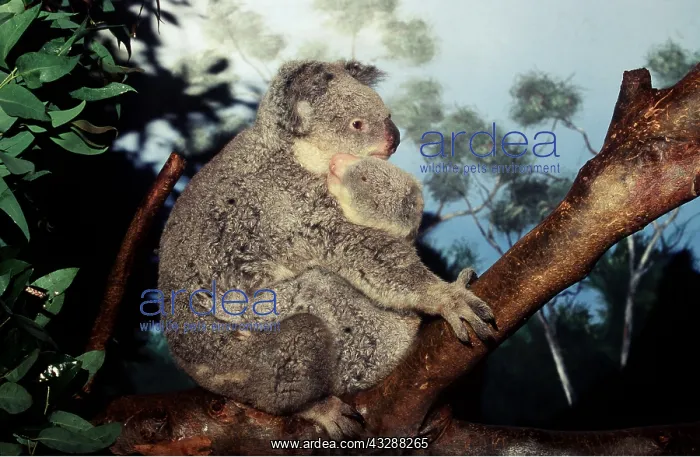  : Koalas - Mother with baby
