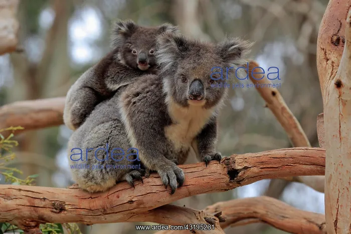 : Koalas (Phascolarctos cinereus), mother with young : Koalas (Phascolarctos cinereus), mother with young