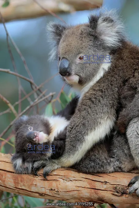 : Koalas (Phascolarctos cinereus), mother with young : Koalas (Phascolarctos cinereus), mother with young
