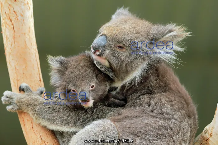 : Koalas (Phascolarctos cinereus), mother with young : Koalas (Phascolarctos cinereus), mother with young