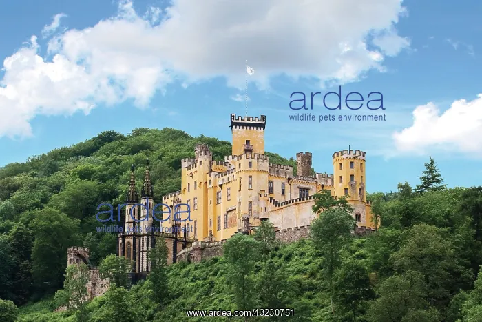 : Koblenz, Germany, Stolzenfels Castle, Schloss : Koblenz, Germany, Stolzenfels Castle, Schloss