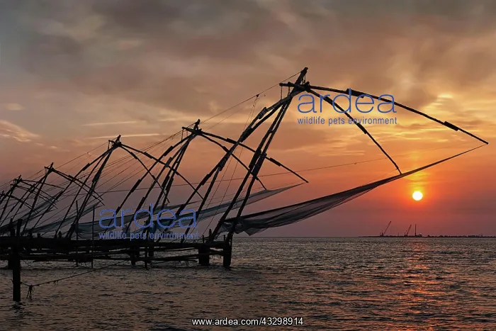 : Kochi tourist attraction, chinese fishnets on sunset : Kochi tourist attraction, chinese fishnets on sunset