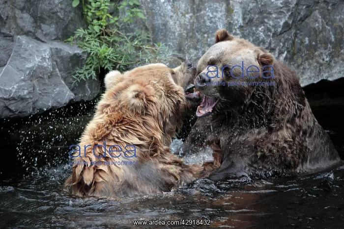 : Kodiak Bear - 2 animals fighting in lake : Kodiak Bear - 2 animals fighting in lake