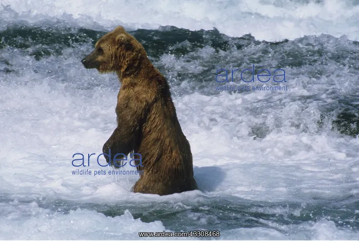 : Kodiak BEAR fishing for salmon in river : Kodiak BEAR fishing for salmon in river