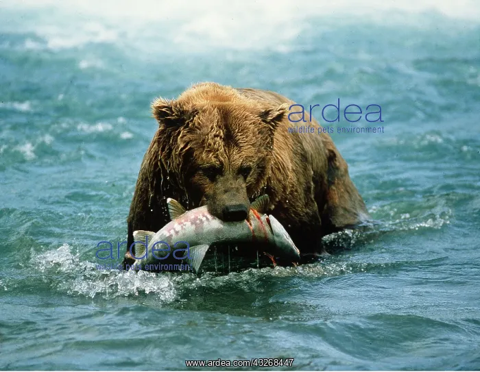 : KODIAK BEAR - with salmon fish in mouth : KODIAK BEAR - with salmon fish in mouth