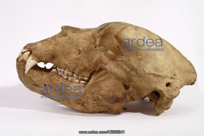 : Kodiak Bear Skull : Kodiak Bear Skull