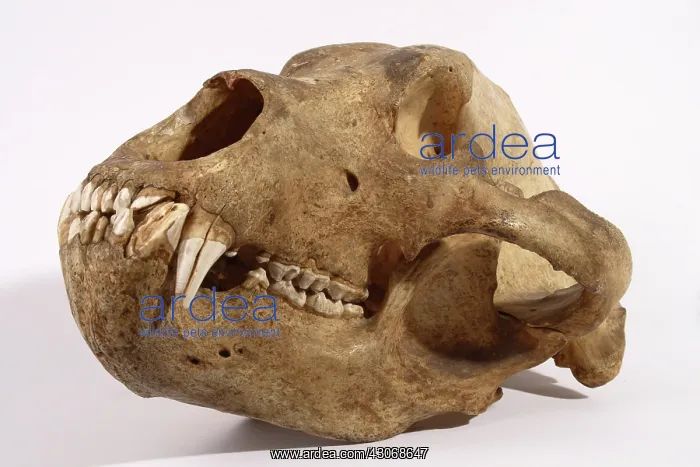 : Kodiak Bear Skull : Kodiak Bear Skull