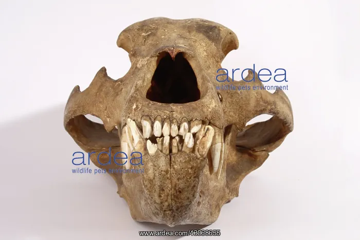  : Kodiak Bear Skull