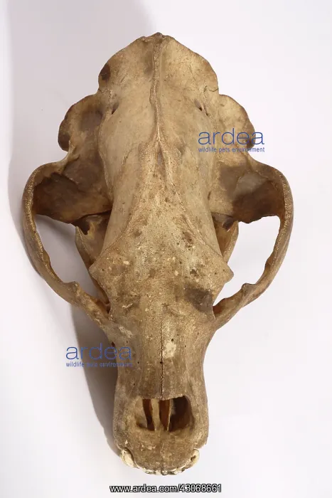 : Kodiak Bear Skull : Kodiak Bear Skull