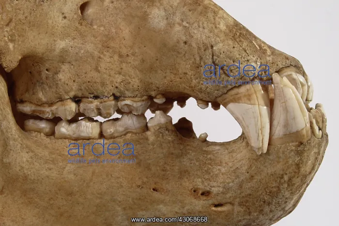 : Kodiak Bear Skull : Kodiak Bear Skull