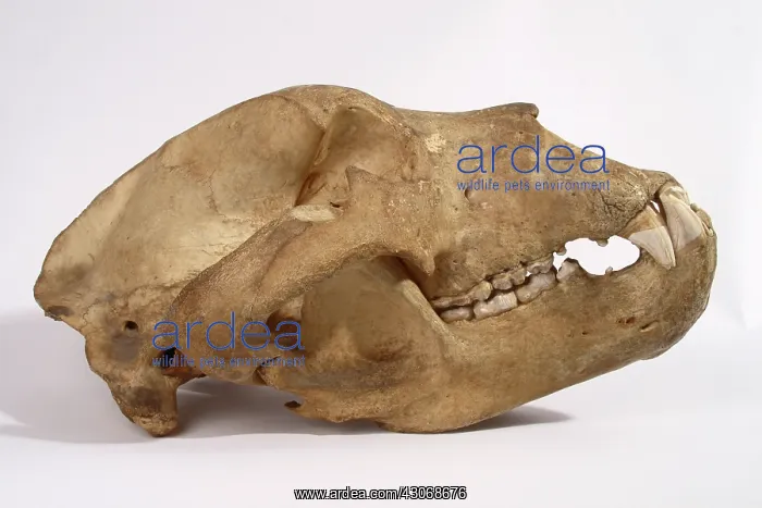 : Kodiak Bear Skull : Kodiak Bear Skull