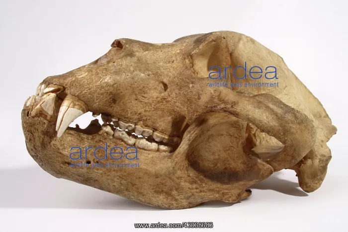 : Kodiak Bear Skull : Kodiak Bear Skull