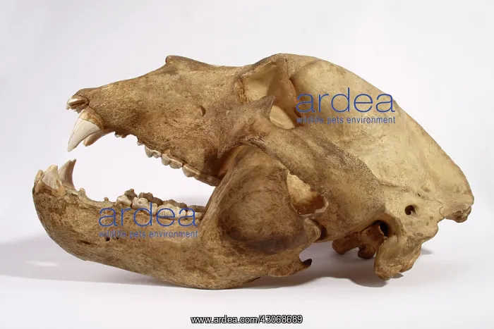 : Kodiak Bear Skull : Kodiak Bear Skull