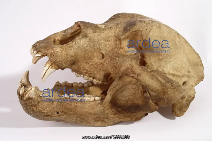 : Kodiak Bear Skull : Kodiak Bear Skull