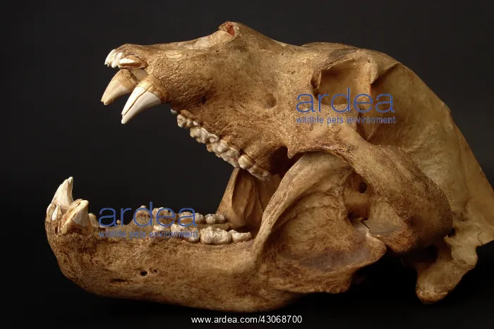: Kodiak Bear Skull : Kodiak Bear Skull