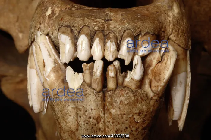 : Kodiak Bear Skull : Kodiak Bear Skull