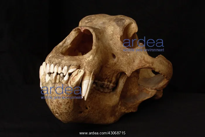 : Kodiak Bear Skull : Kodiak Bear Skull