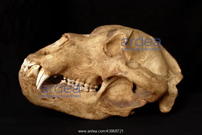 : Kodiak Bear Skull : Kodiak Bear Skull