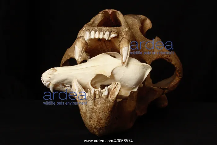 : Kodiak Bear Skull with Coyote Skull : Kodiak Bear Skull with Coyote Skull