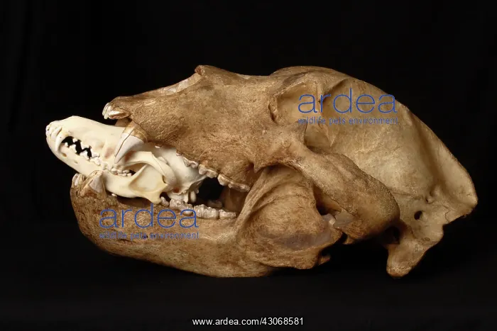 : Kodiak Bear Skull with Coyote Skull : Kodiak Bear Skull with Coyote Skull