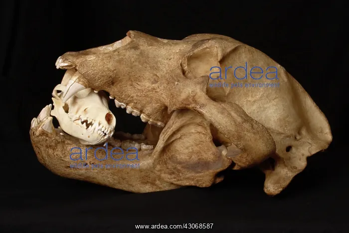 : Kodiak Bear Skull with Coyote Skull : Kodiak Bear Skull with Coyote Skull