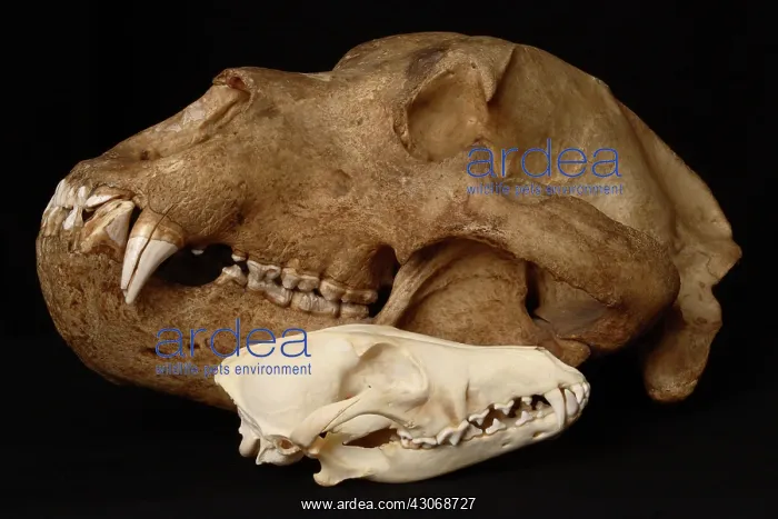 : Kodiak Bear Skull with Coyote Skull : Kodiak Bear Skull with Coyote Skull