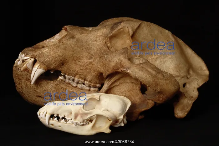 : Kodiak Bear Skull with Coyote Skull : Kodiak Bear Skull with Coyote Skull