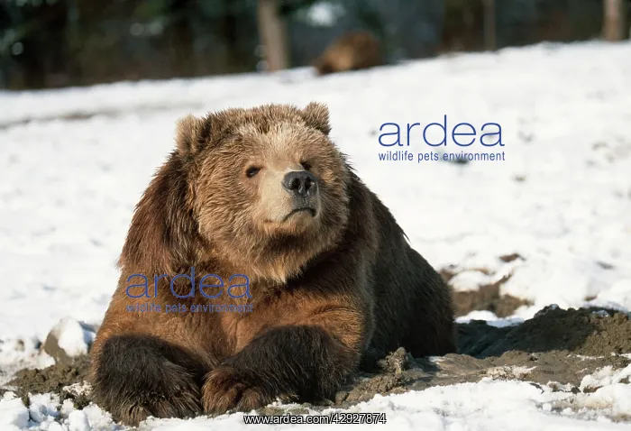: Kodiak BEAR - in snow : Kodiak BEAR - in snow