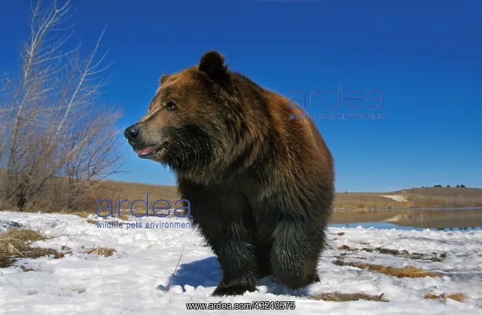 : KODIAK BEAR (ursus arctos middendorffi), ADULT STANDING : KODIAK BEAR (ursus arctos middendorffi), ADULT STANDING