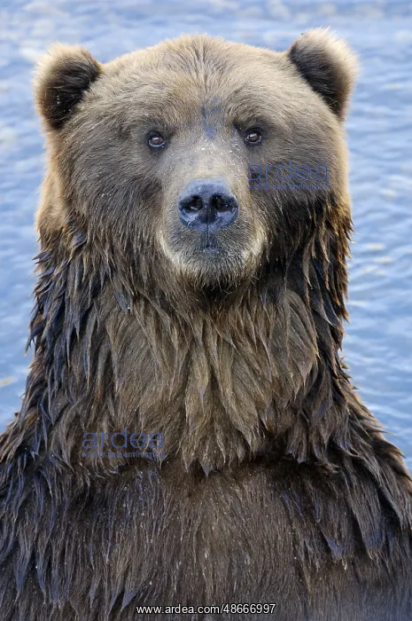 : Kodiak bear (Ursus arctos middendorffi), brown bear : Kodiak bear (Ursus arctos middendorffi), brown bear